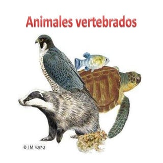 12. Animales vertebrados