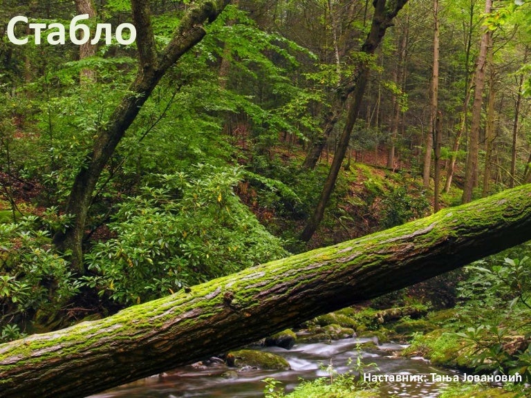 Stablo
