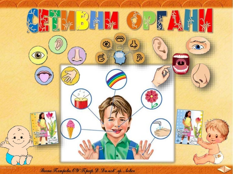 12. Сетивни органи - ОС, Анубис - В. П.