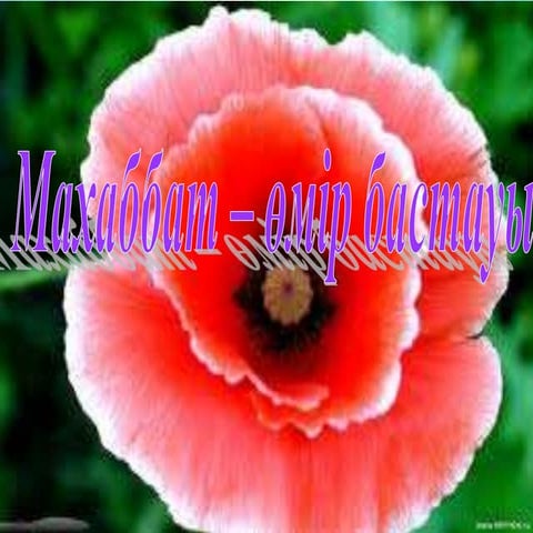 маххабат өмір 12