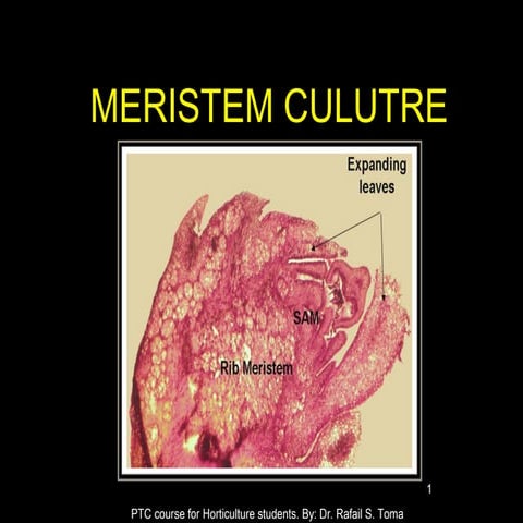 12. meristem culture