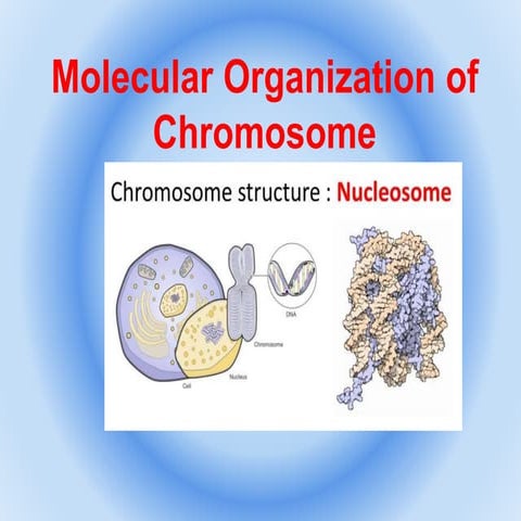  Molecular organization