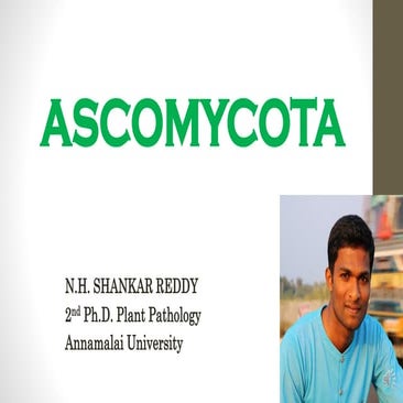 Ascomycota 