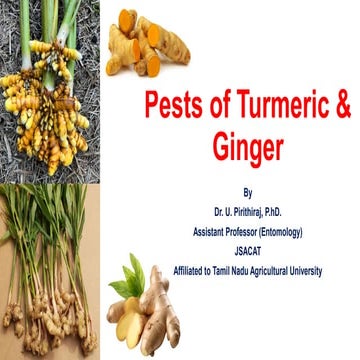 Pests of Turmeric & Ginger_IPM_Dr.UPR.pdf