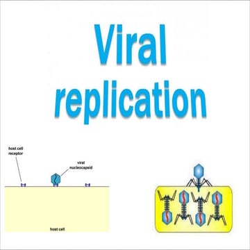 12. Viral replication in Microbiology.pdf