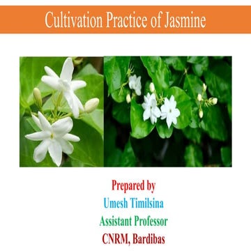 12.Cultivation Practice of Jasminee.pptx