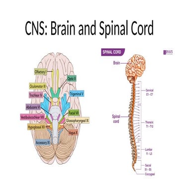 Anatomy and physiology of brain | PPTX