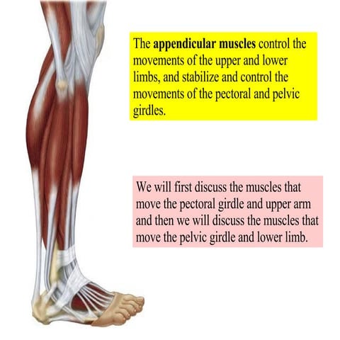 12 Appendicular Muscles