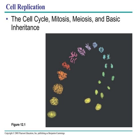 12  cellcycle text
