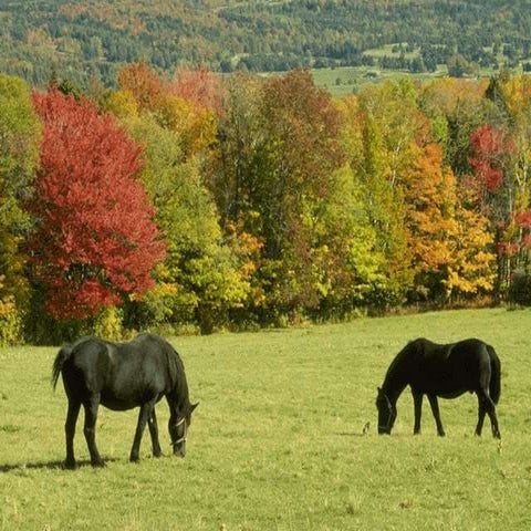 12- DM for Undergraduate.ppt