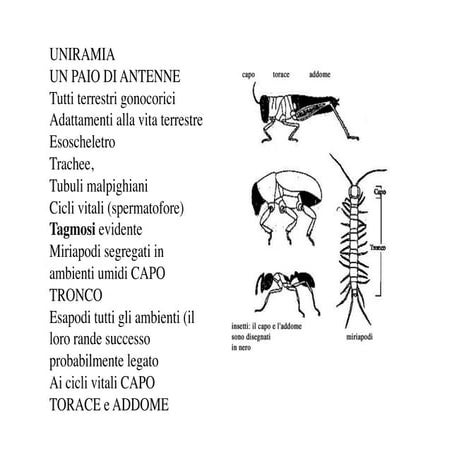 12.insetti | PDF