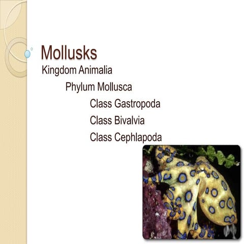12. Phylum Mollusca Notes