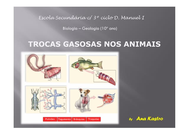 Trocas gasosas nos animais