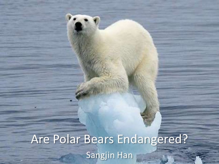 Are Polar Bears Endangered?