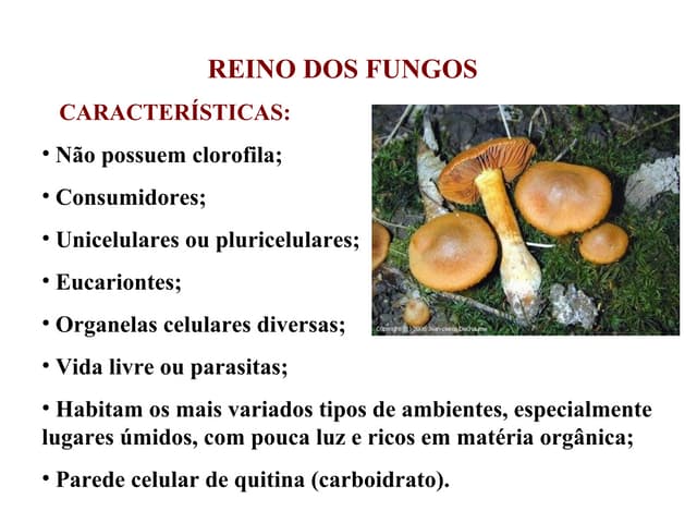 1239460606 reino dos_fungos