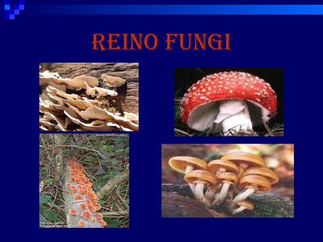 1239460666 reinofungi