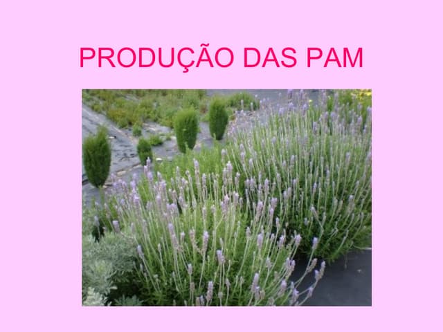 1265324596 introducao as_pam
