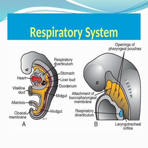 respirator embriology lecturs for student.pptx