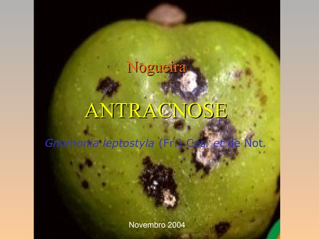 129784651 nogueira.antrocnose