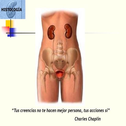 12a Clase Aparato Urinario.pdf