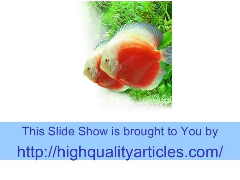 Aquarium Fish Diseases And The Treatments