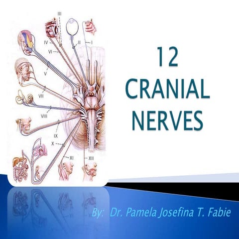 12 cranial nerves 