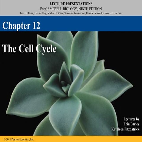Ch 12: Cell Cycle