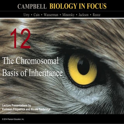Biology in Focus - Chapter 12