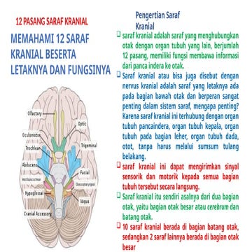 12-saraf-kranial-di-tubuh-manusia-yang-sangat-di-butuhkan-pptx