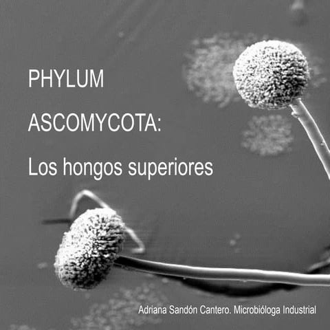 13.clase ascomycota