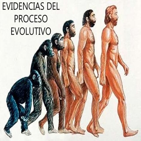 13. Evidencias de la evolución