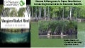 thumbnail of  Women and mangroves in Papua New Guinea: Connecting conservation to economic benefits