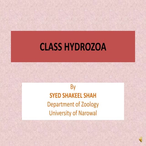13. class hydrozoa with clear explanation only on slide share free 