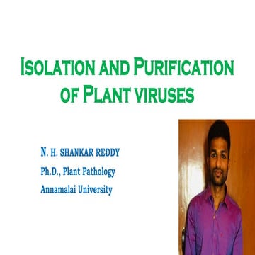 Isolation and purification of plant viruses