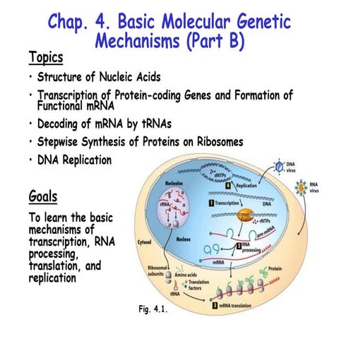Genetic codons and translation of proteins | PPT