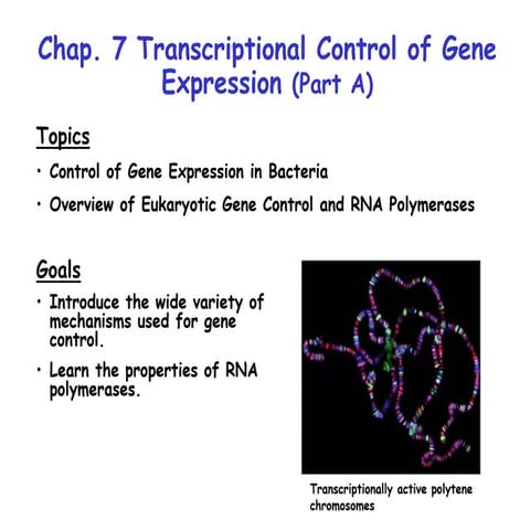 control of gene expression by sigma factor and post transcriptional ...