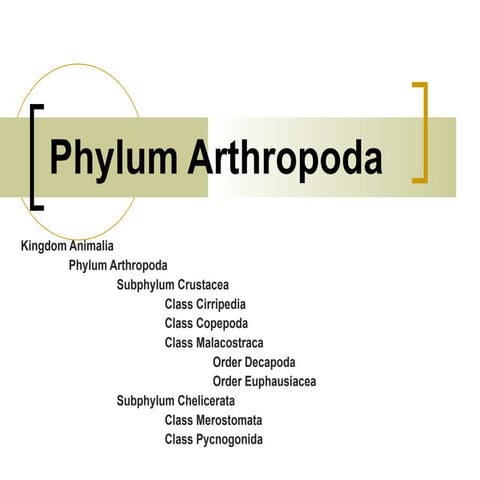 13. Phylum Arthropoda Notes