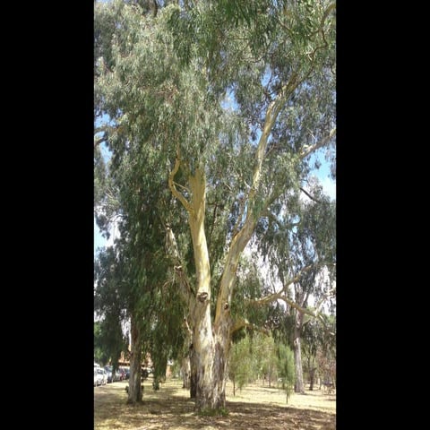 Digital Bootcamp Deluxe