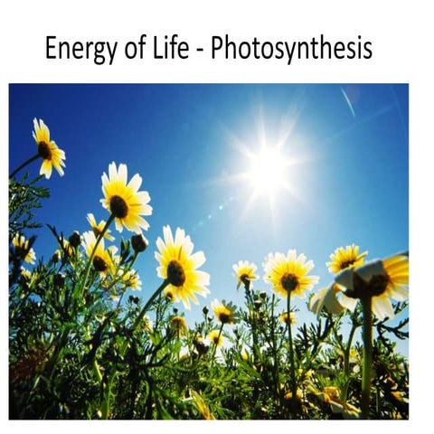 1306 photosynthesis 