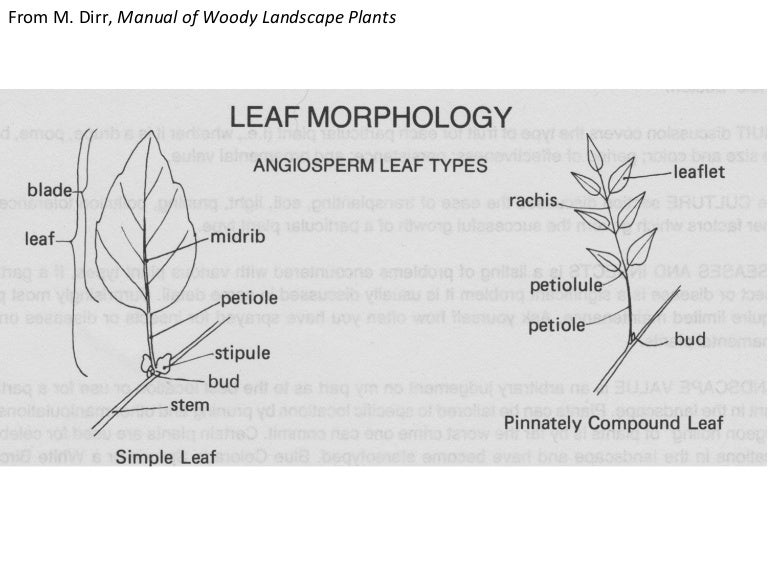 130901 pu woody plant list 1 slides