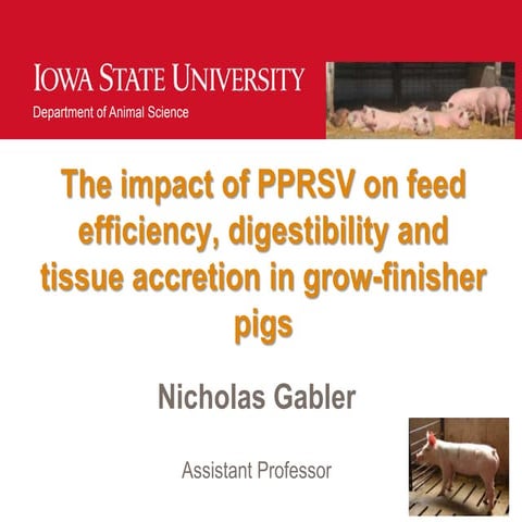 Dr. Nick Gabler - The impact of PRRSV on feed efficiency, digestibility and t...