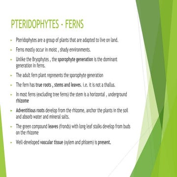 Pteridophytes