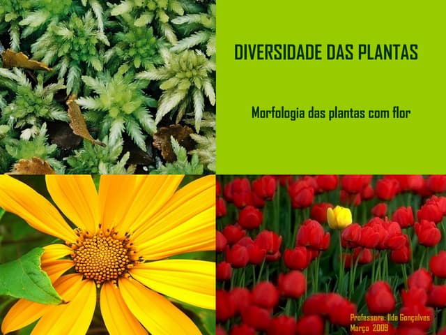 1318457463 diversidadedasplantas 93...