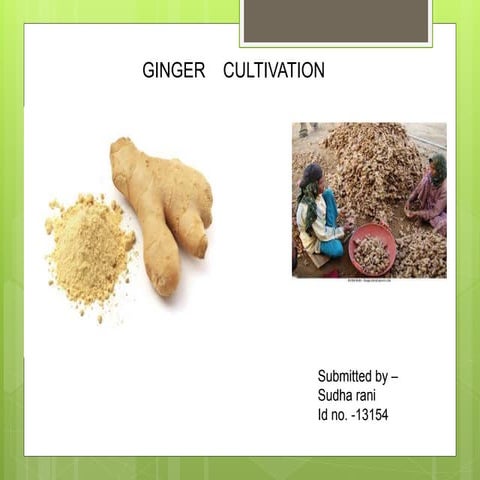 Scientific aspects of ginger cultivation