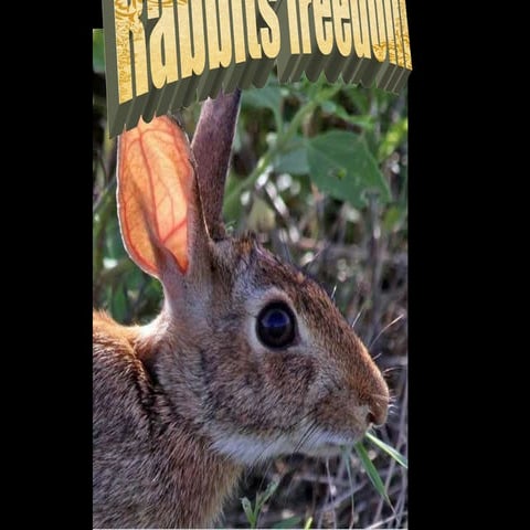 139 rabbits freedom | PPS