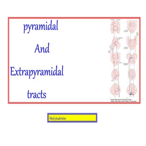pyramidal, extrapyramidal pathways 
