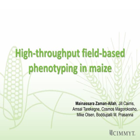 High-throughput field-based phenotyping in maize