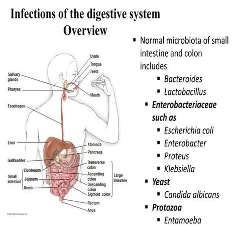 13 bio265 disease of gastrointestinal, urogenital systems instructor dr di bo...