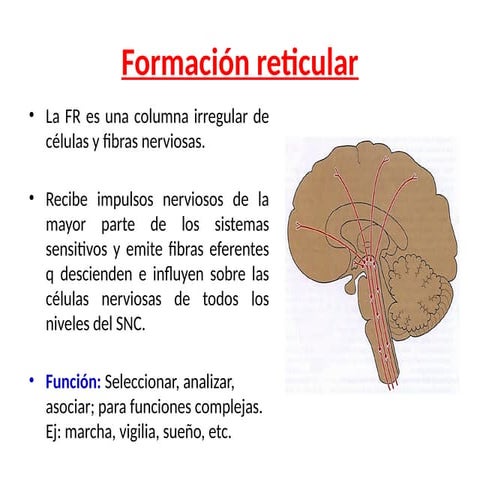 Formación reticular: Anatomía | PPTX