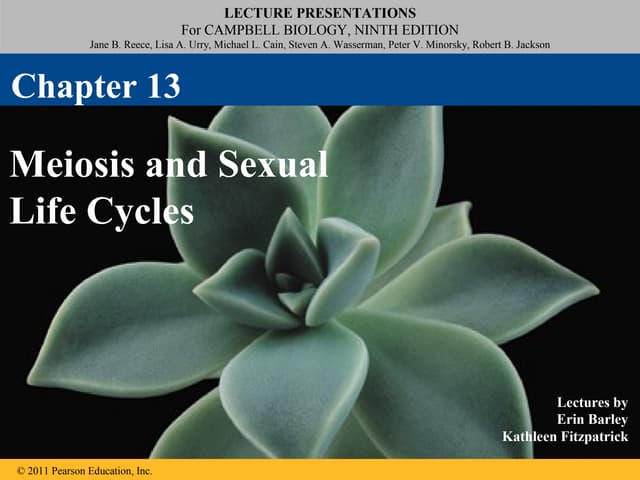 13 meiosis and sexual life cycles